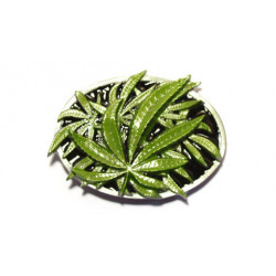 Drogen Gürtelschnalle Cannabis 3D Hemp Leaves green